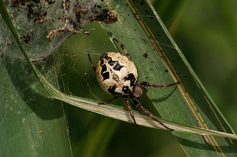 Larinioides_cornutus_D5063_O_90_Canal du Nivernais_Frankrijk.jpg